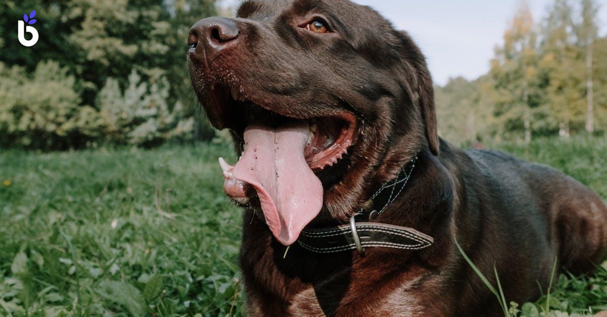 WHAT IS A GREEN COLLAR EMPLOYEE?