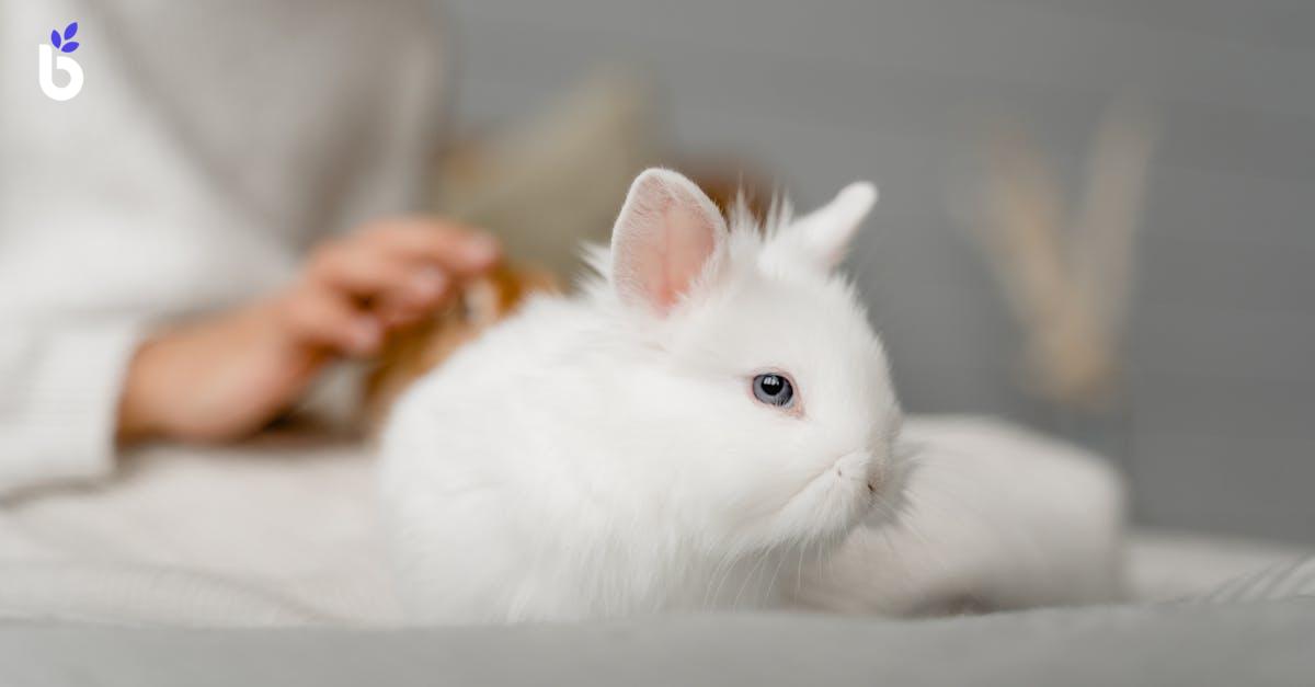 WHAT IS LOP REVERSAL?